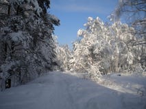 Winter day, snowy forest, frosty patterns on trees, blue clear sky, fluffy white snow, the coming Christmas, tree branches bending stock images Winter day, snowy forest, frosty patterns on trees, blue clear sky, fluffy white snow, the coming Christmas, tree branches bending stock images