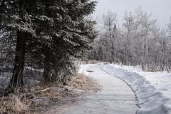Frosty winter path through a forest. stock image Frosty winter path through a forest. stock image