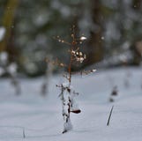 Winter forest royalty free stock image Winter forest royalty free stock image