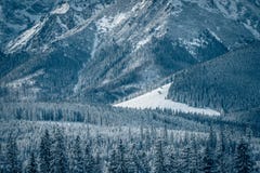 Winter glade royalty free stock image Winter glade royalty free stock image