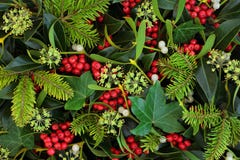 Winter Holly Ivy And Mistletoe Background Royalty Free Stock Photo Winter Holly Ivy And Mistletoe Background Royalty Free Stock Photo