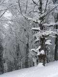Winter Landscape Royalty Free Stock Photo