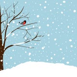 Winter Landscape Scene. Christmas New Year Greeting Card. Forest Falling Snow Red Capped Robin Bird Sitting on Tree. Blue Sky