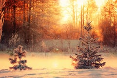 Winter landscape with a small pine and spruce royalty free stock images Winter landscape with a small pine and spruce royalty free stock images