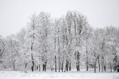 Winter landscape in a snow-covered park after a heavy wet snowfall. A thick layer of snow lies on the branches of trees stock photography Winter landscape in a snow-covered park after a heavy wet snowfall. A thick layer of snow lies on the branches of trees stock photography