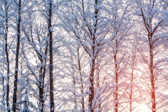 Winter landscape - snow-covered trees along the road in the rays of sunset stock image Winter landscape - snow-covered trees along the road in the rays of sunset stock image