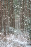 Winter landscape with snow falling and covering everything in En Royalty Free Stock Images Winter landscape with snow falling and covering everything in En Royalty Free Stock Images
