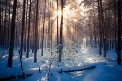 Winter Landscape, Trees Covered In Snow Royalty Free Stock Image