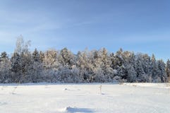 Winter Landscape With Fancy Snow-covered Trees Royalty Free Stock Photo