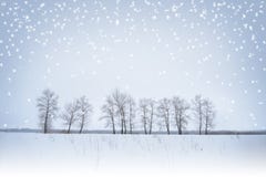 Winter Landscape With Lonely Trees And Snow Stock Images