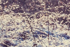 Winter meadow Royalty Free Stock Image Winter meadow Royalty Free Stock Image