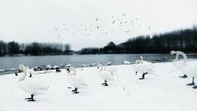 Winter morning in Serbia with Swans on the lake stock images Winter morning in Serbia with Swans on the lake stock images