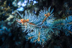 Winter needles ate in hoarfrost. royalty free stock photography Winter needles ate in hoarfrost. royalty free stock photography