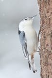 Winter nuthatch walking up the side of a tree