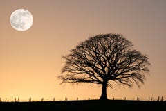 Winter Oak and Full Moon