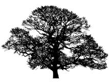 Winter Oak Silhouette Royalty Free Stock Photography Winter Oak Silhouette Royalty Free Stock Photography