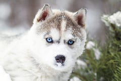 Winter portrait of a cute husky puppy against a background of snowy nature in the forest Royalty Free Stock Photography Winter portrait of a cute husky puppy against a background of snowy nature in the forest Royalty Free Stock Photography
