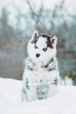 Winter portrait of a cute husky puppy against a background of snowy nature in the forest Stock Photos Winter portrait of a cute husky puppy against a background of snowy nature in the forest Stock Photos