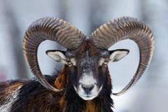 Winter Portrait Of Big Forest Animal. Mouflon, Ovis Orientalis, Forest Horned Animal In Nature Habitat. Close-up Portrait Of Stock Image Winter Portrait Of Big Forest Animal. Mouflon, Ovis Orientalis, Forest Horned Animal In Nature Habitat. Close-up Portrait Of Stock Image