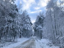 Winter road in forest royalty free stock photos Winter road in forest royalty free stock photos