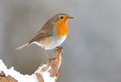 Winter Robin bird