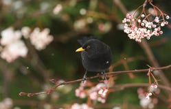 A winter scene of a stunning male Blackbird Turdus merula perched on a branch of a mountain Ash tree in a snowstorm. It has been royalty free stock image A winter scene of a stunning male Blackbird Turdus merula perched on a branch of a mountain Ash tree in a snowstorm. It has been royalty free stock image
