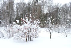 Winter, Schnee, Baum, Landschaft, Kälte, Wald, Natur, Weiß, Himmel, Frost, Bäume, Blau, Szene, Eis, gefroren, Jahreszeit, schneeb lizenzfreies stockfoto Winter, Schnee, Baum, Landschaft, Kälte, Wald, Natur, Weiß, Himmel, Frost, Bäume, Blau, Szene, Eis, gefroren, Jahreszeit, schneeb lizenzfreies stockfoto