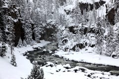 Winter Season In Yellowstone Royalty Free Stock Images Winter Season In Yellowstone Royalty Free Stock Images