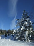 Winter Sky Stock Image
