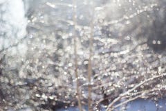 winter snow blurred background in city park, snowfall in forest, tree branches and bushes covered with snow stock photo winter snow blurred background in city park, snowfall in forest, tree branches and bushes covered with snow stock photo
