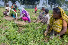 In winter some Local farmers are on potato harvesting field in Thakurgong, Bangladesh. The potato ranks first among the world`s most important food crops. In stock image In winter some Local farmers are on potato harvesting field in Thakurgong, Bangladesh. The potato ranks first among the world`s most important food crops. In stock image