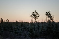 Winter sunset from the forest view, on the field. Otanki, Latvia stock photo Winter sunset from the forest view, on the field. Otanki, Latvia stock photo