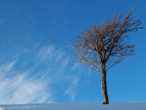 Winter Tree Royalty Free Stock Photo
