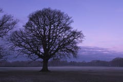 A winter tree at sunrise on a cloudy day on Southampton Common royalty free stock photography A winter tree at sunrise on a cloudy day on Southampton Common royalty free stock photography