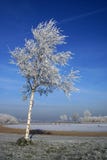 Winter Tree With Blue Sky Royalty Free Stock Images Winter Tree With Blue Sky Royalty Free Stock Images