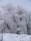 Winter trees 1 stock image Winter trees 1 stock image