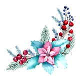 Winter watercolor composition with poinsettia flowers, berries, fir branches. Hand-drawn Christmas illustration. For
