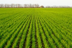Winter Wheat Royalty Free Stock Photo Winter Wheat Royalty Free Stock Photo