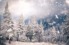 Winter Wonderland - Christmas Background With Snowy Fir Trees In Royalty Free Stock Photography Winter Wonderland - Christmas Background With Snowy Fir Trees In Royalty Free Stock Photography