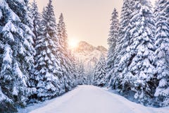 Winter forest in mountains at the sunrise. royalty free stock photo Winter forest in mountains at the sunrise. royalty free stock photo