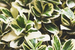 Wintercreeper-Euonymus fortunei Nahaufnahmeschuß Naturhintergrund mit den grünen und weißen Blättern lizenzfreie stockfotos Wintercreeper-Euonymus fortunei Nahaufnahmeschuß Naturhintergrund mit den grünen und weißen Blättern lizenzfreie stockfotos