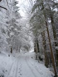 Winterlandscape в Баварии в Германии стоковые изображения rf Winterlandscape в Баварии в Германии стоковые изображения rf