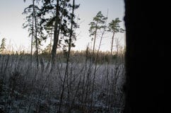 Wintersonnenuntergang von der Waldansicht, über das Feld Otanki, Lettland lizenzfreies stockfoto Wintersonnenuntergang von der Waldansicht, über das Feld Otanki, Lettland lizenzfreies stockfoto