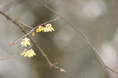 Wintersweet blossombing in the snow day royalty free stock photos Wintersweet blossombing in the snow day royalty free stock photos