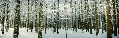 Winterszene lizenzfreies stockfoto Winterszene lizenzfreies stockfoto