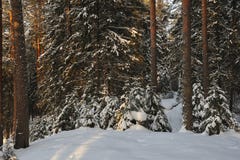 Wintery forest with sunset sun glare. stock images Wintery forest with sunset sun glare. stock images