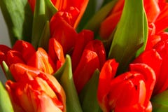 Wiosna bukiet pomarańczowi tulipany obrazy stock Wiosna bukiet pomarańczowi tulipany obrazy stock