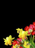 Wiosna kwitnie tulipany odizolowywających na czarnym tle zdjęcie stock Wiosna kwitnie tulipany odizolowywających na czarnym tle zdjęcie stock