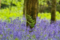 Wiosna skakał w Bluebell drewnie zdjęcie stock Wiosna skakał w Bluebell drewnie zdjęcie stock