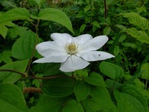 Wiosny Clematis zdjęcia royalty free Wiosny Clematis zdjęcia royalty free